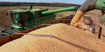 Estiagem e excesso de chuvas podem afetar qualidade da soja e atrasar o plantio do milho, alerta Conab