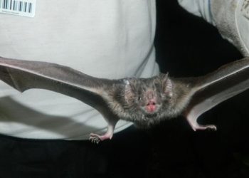 Sesab alerta para casos de raiva na Bahia