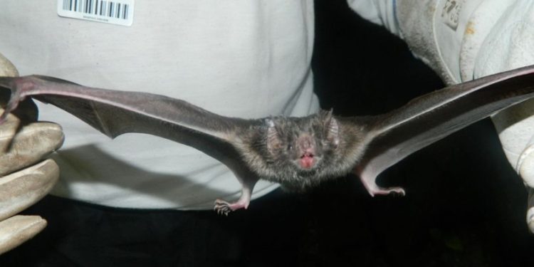 Sesab alerta para casos de raiva na Bahia