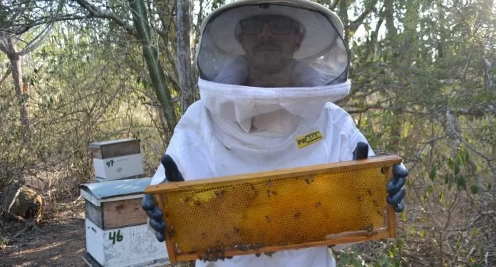 Investimento sustentável fortalece apicultura, gera renda e preserva meio ambiente na Bahia