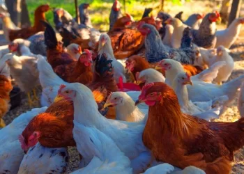 Bahia reforça ações sanitárias para proteger avicultura da Influenza Aviária