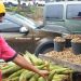 Iniciada procura por produtos típicos do período junino no Centro de Abastecimento