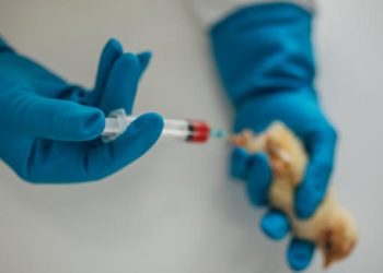 Sobe para 13 o número de casos de gripe aviária no Brasil