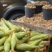 Aumenta procura por produtos típicos do período junino no Centro de Abastecimento de Feira