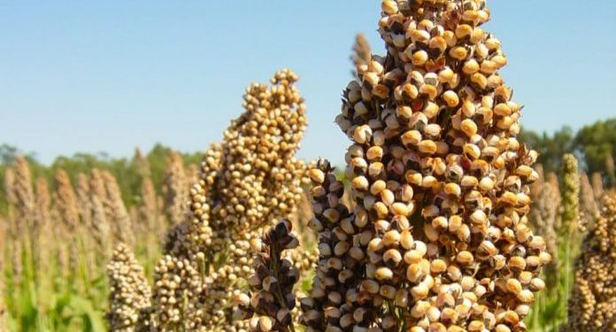 Bahia pode produzir 11 milhões de toneladas de grãos em 2023