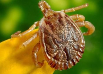 Adolescente com suspeita de febre maculosa morre em Campinas