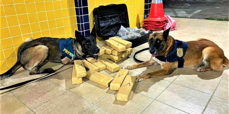 PRF encontra maconha e skunk escondidos em bagagem de mulher que viajava num ônibus interestadual