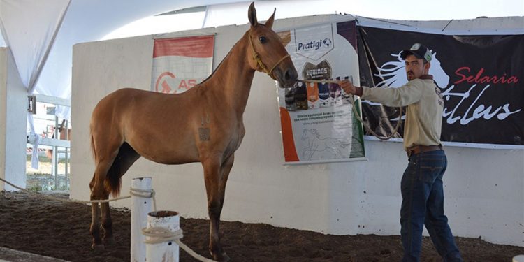 Feira sedia circuito da raça campolina entre os dias 27 e 30 no Parque de Exposições