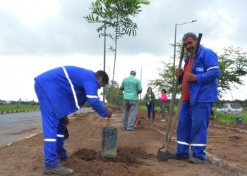 Canteiro da avenida Noide Cerqueira ganha 42 mudas de árvores