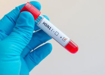 Bahia decreta emergência zoossanitária para gripe aviária; entenda a medida