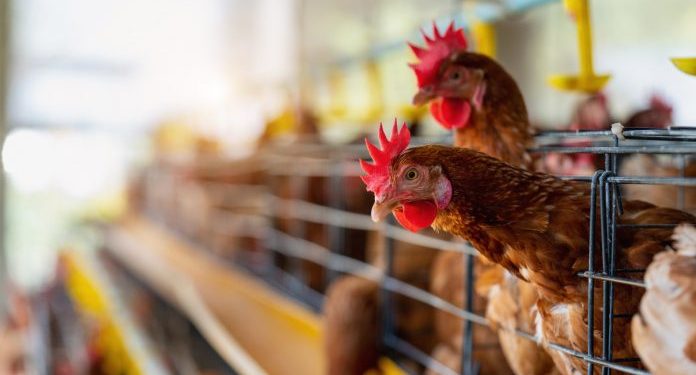 Setor de avicultura baiana se reúne para discutir caminhos e estratégias