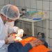Centros de Especialidades Odontológicas realizaram mais de 11 mil procedimentos este ano