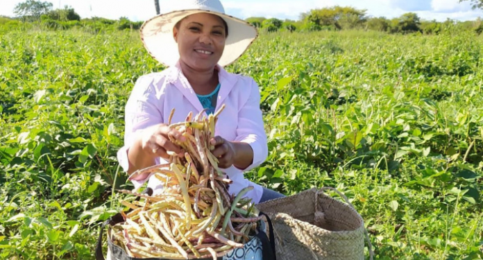 Garantia Safra: agricultores familiares já podem fazer inscrição
