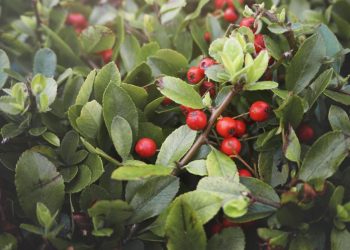 Bahia é responsável por 64% do guaraná produzido no Brasil