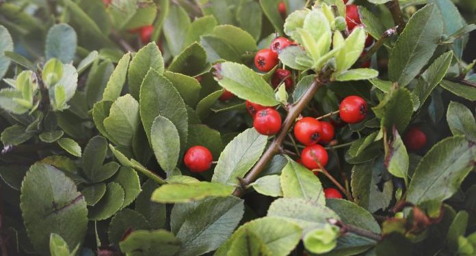 Bahia é responsável por 64% do guaraná produzido no Brasil