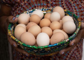 Bahia bate recorde na produção de ovos
