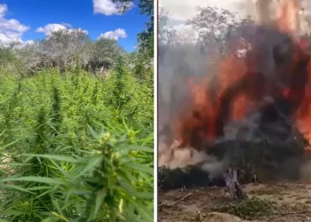 Plantação de maconha com mais de 60.000 pés é destruída por policiais na Bahia