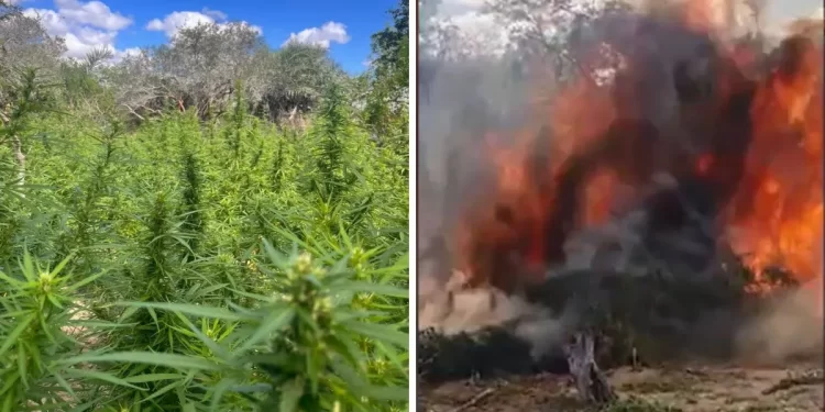 Plantação de maconha com mais de 60.000 pés é destruída por policiais na Bahia