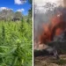 Plantação de maconha com mais de 60.000 pés é destruída por policiais na Bahia