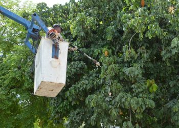 Secretaria de Meio Ambiente orienta sobre remoção ou poda de árvores em Feira de Santana