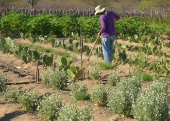 Inadimplência entre produtores rurais é de 28%, segundo levantamento da Serasa Experian