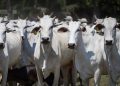 Rebanho bovino alcançou recorde histórico em 2022