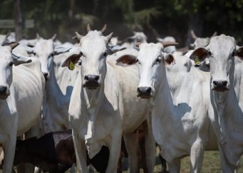 Rebanho bovino alcançou recorde histórico em 2022