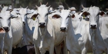 Rebanho bovino alcançou recorde histórico em 2022