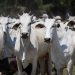 Rebanho bovino alcançou recorde histórico em 2022