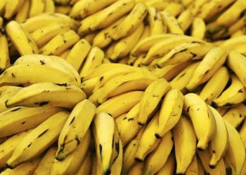 Bahia é segundo no ranking de produção de banana no país