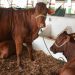 Seagri incentiva o melhoramento genético do rebanho por meio de inseminação artificial