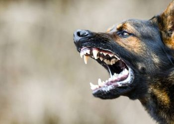 Feira confirma mais dois casos de raiva e intensifica vacinação em animais