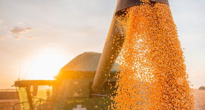 Safra baiana 2023 tem avanço estimado em 6,9% na comparação com 2022