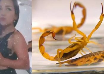 Mulher morre após ser picada por escorpião na Bahia