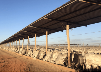 Bahia abriga o maior confinamento bovino do nordeste, com 50 mil cabeças