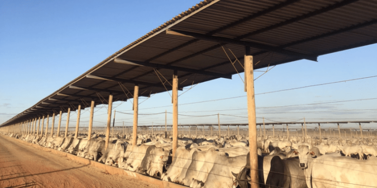 Bahia abriga o maior confinamento bovino do nordeste, com 50 mil cabeças