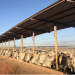 Bahia abriga o maior confinamento bovino do nordeste, com 50 mil cabeças