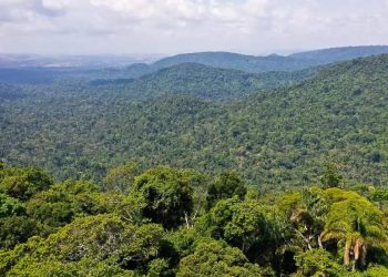 Mortes violentas na Amazônia são 45% mais altas que média nacional