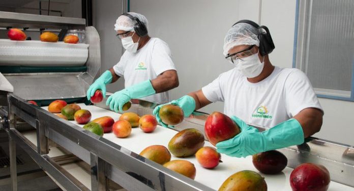 Exportações de frutas da Bahia superam 1 bilhão de reais até novembro