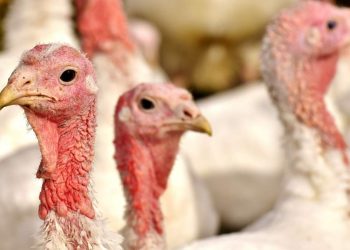 Produção comercial de perus cai mais de 60% no Brasil