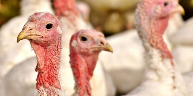 Produção comercial de perus cai mais de 60% no Brasil