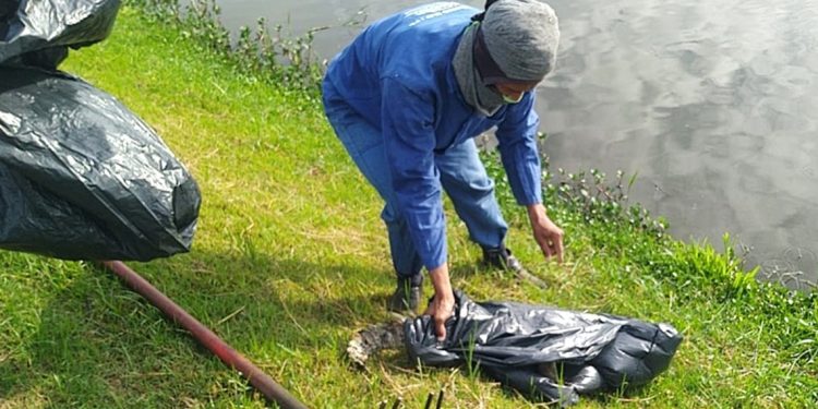 Mais de 6 mil animais mortos de pequeno porte foram recolhidos neste ano