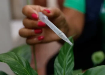 Incorporação de vacina contra dengue ao SUS deve sair ainda este ano