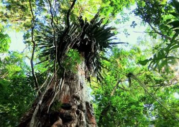 Estudo aponta que 82% das espécies de árvores exclusivas da Mata Atlântica estão ameaçadas de extinção