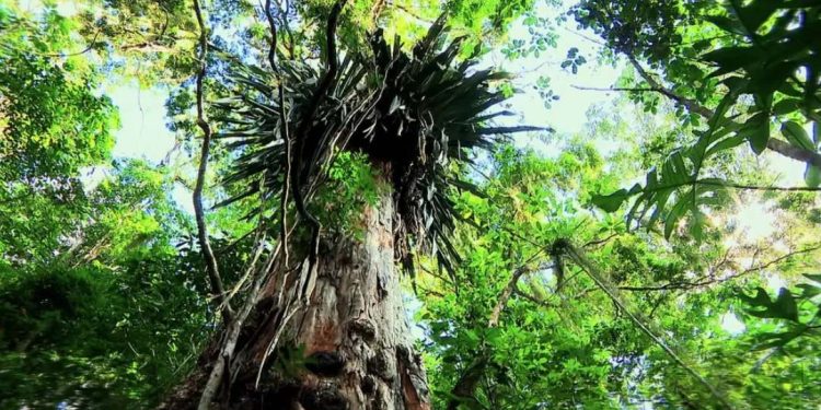 Estudo aponta que 82% das espécies de árvores exclusivas da Mata Atlântica estão ameaçadas de extinção