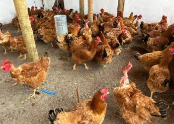 Avicultura baiana cresce acima da média nacional e lidera produção no Nordeste