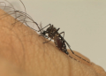 Dengue: saiba como identificar os sintomas e prevenir a doença