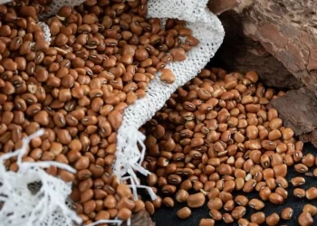 Estiagem pode reduzir área plantada de feijão na Bahia