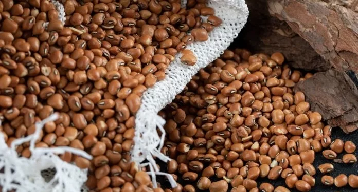 Estiagem pode reduzir área plantada de feijão na Bahia