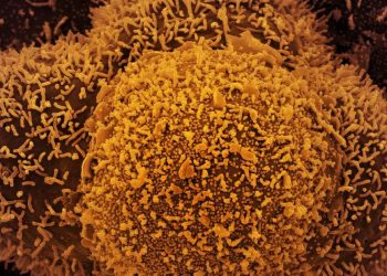 Nova subvariante da covid-19 é identificada no Brasil